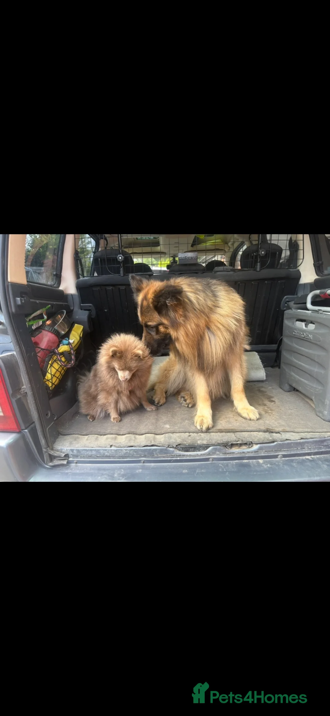Pomeranian dogs for sale: Beautiful lilac Pomeranian girl - Advert 4