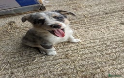 Border Collie dogs for sale: Border Collie puppies  - Image 19
