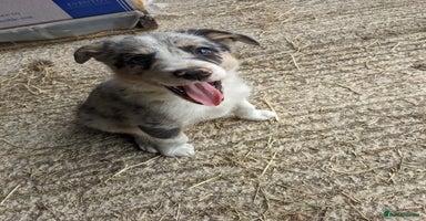 Border Collie dogs - Advert 6