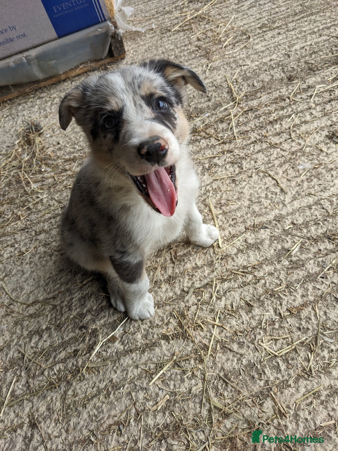 Border Collie dogs for sale: Border Collie puppies  - Image 19