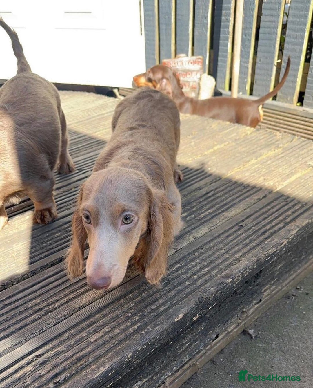 Miniature Dachshund dogs for stud: 🏆ISRI, CHAMPION STUD🏆 - Advert 5