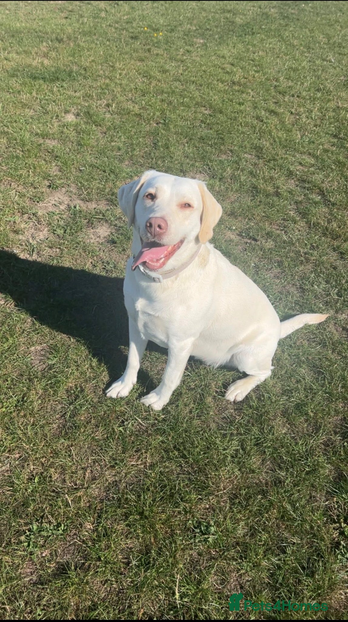 Labrador Retriever dogs Labrador retriever  - Advert 4