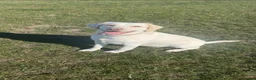Labrador Retriever dogs for sale: Labrador retriever  in Clacton-on-Sea - Advert 1