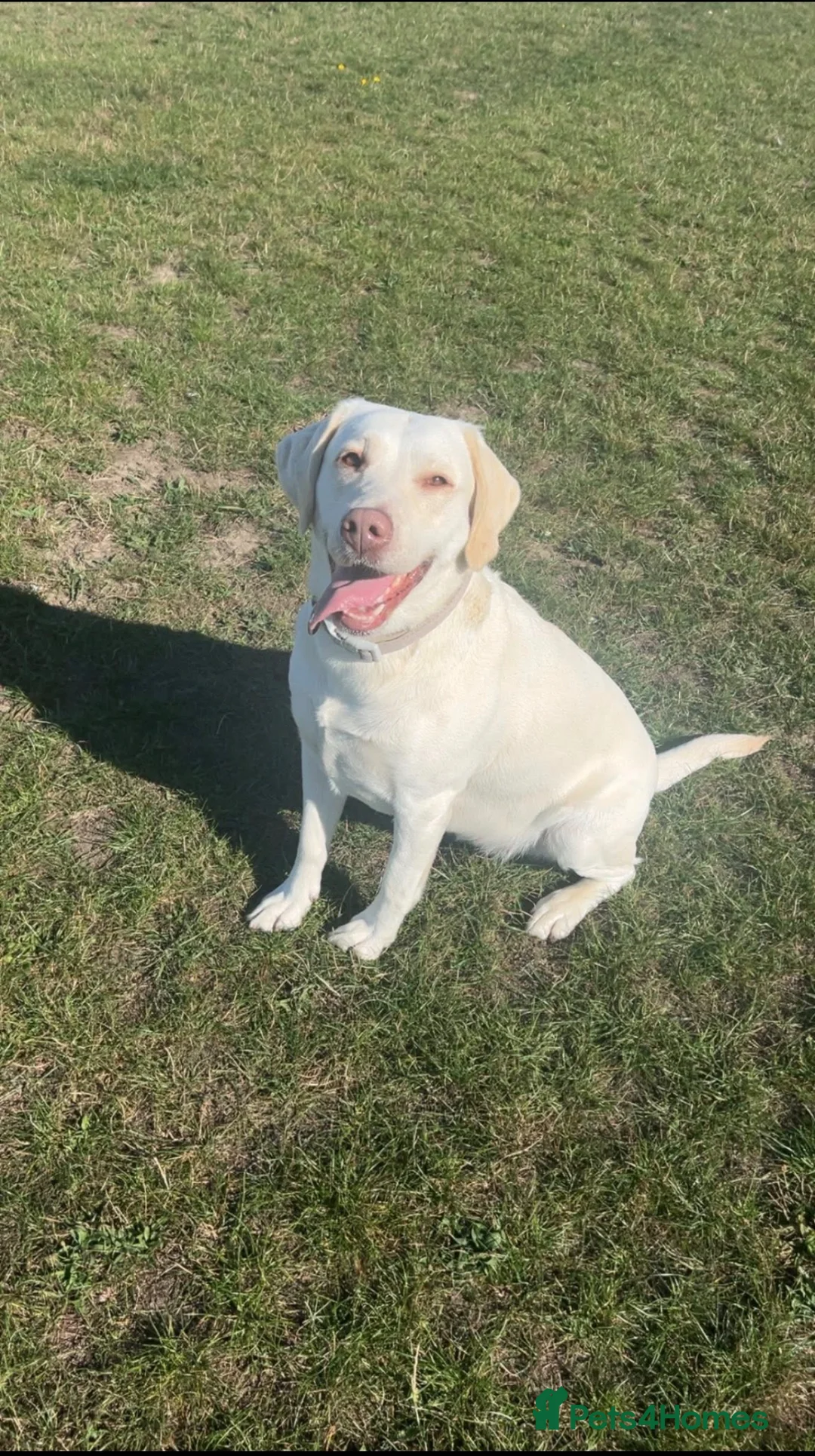 Labrador Retriever dogs for sale: Labrador retriever  in Clacton-on-Sea - Advert 1