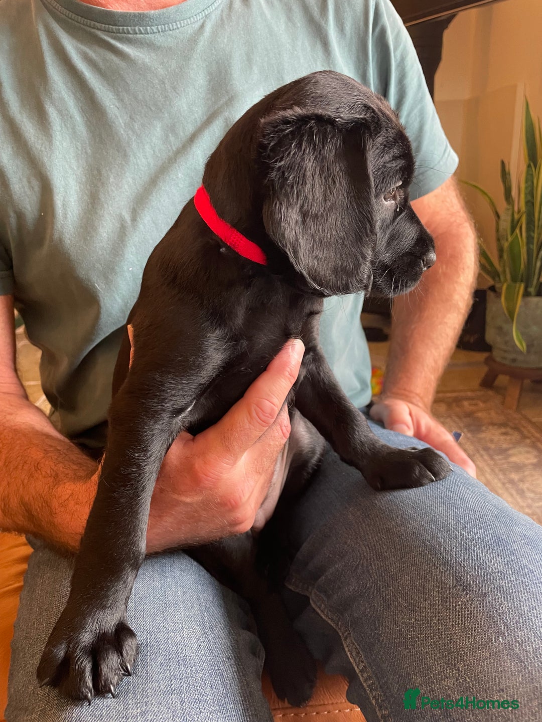 Labradoodle dogs for sale: Labradoodle F1B back to labrador - Image 13