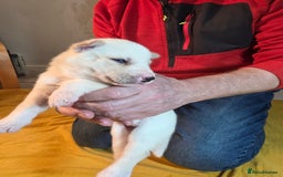 Siberian Husky dogs for sale: Siberian husky pups  - Advert 23