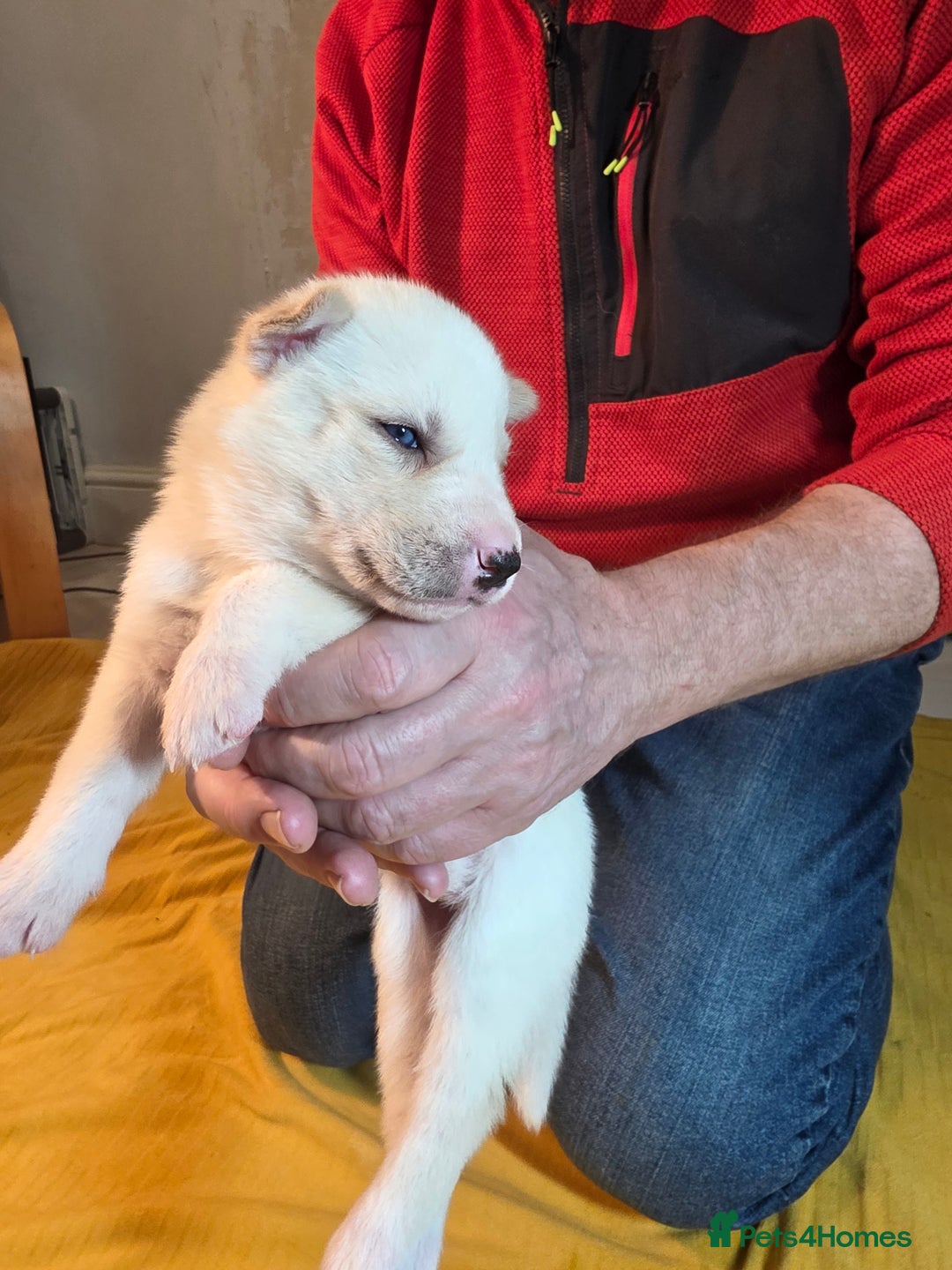 Siberian Husky dogs for sale: Siberian husky pups  - Advert 23