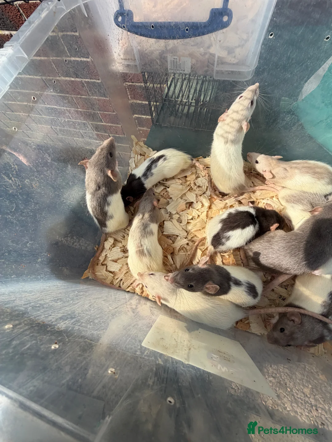 Rat rodents for sale: Dumbo rats  - Advert 1