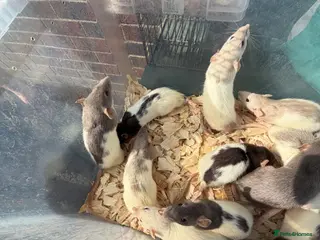 Rat rodents Dumbo rats - Advert 1