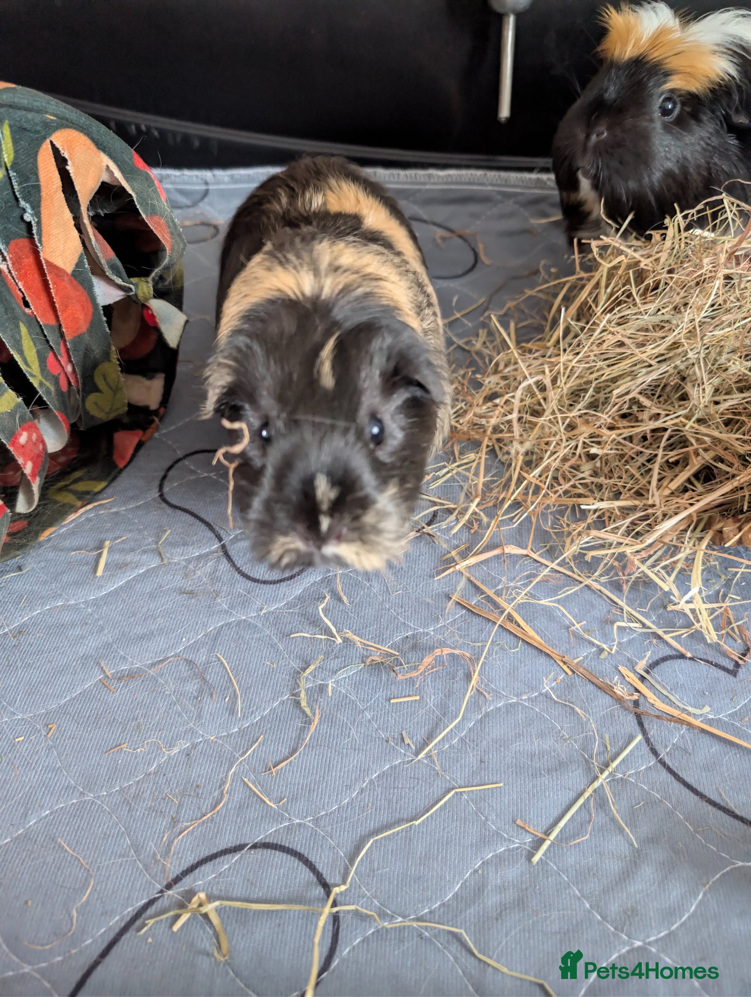 Guinea Pig rodents for sale: 2 female guinea pigs  in Prestonpans - Advert 4