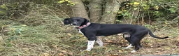 Pointer dogs for adoption: Socks is looking for her forever home in Mexborough - Advert 6