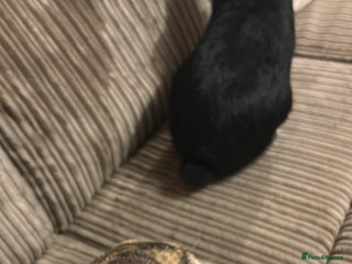 Mixed Breed rabbits Pair of rabbits for rehoming asap - Advert 1
