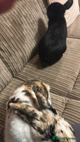 Mixed Breed rabbits Pair of rabbits for rehoming asap - Advert 1