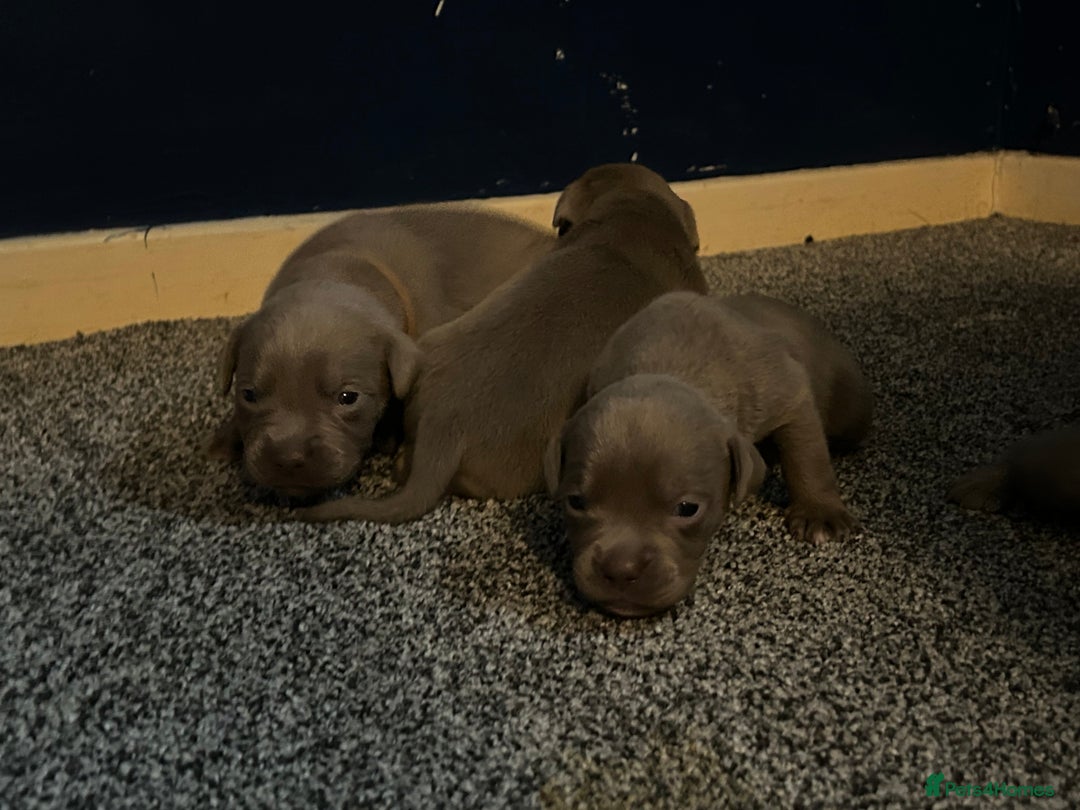 Mixed Breed dogs for sale: Staffadors staffy x labs  - Advert 2
