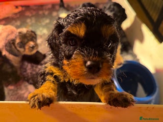 Cavapoo dogs Exceptional examples of top class cavapoo puppies - Advert 2