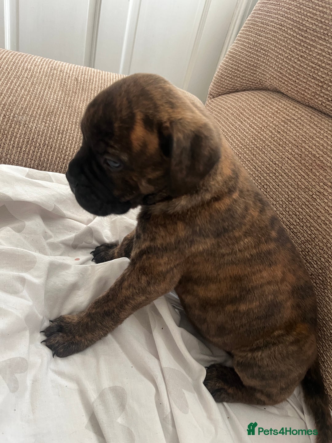 Mixed Breed dogs for sale: MastiffxCane Corso puppies⭐️Ready Now!! - Image 21