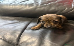 Dachshund dogs for sale: Puppy dachshunds  - Image 4