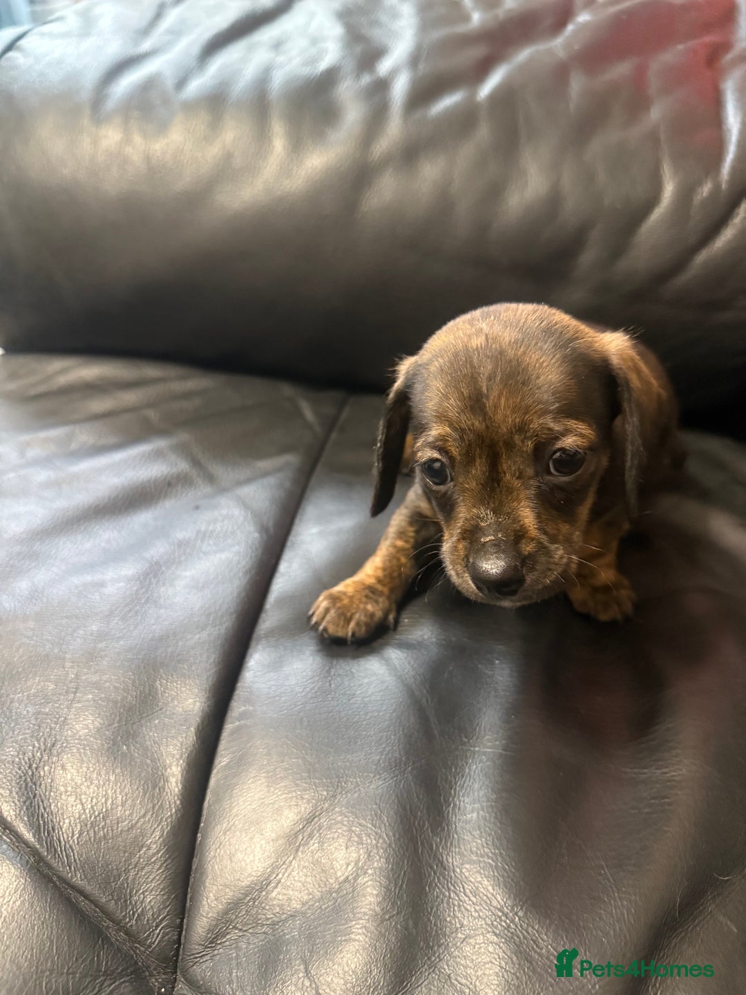 Dachshund dogs for sale: Puppy dachshunds  - Image 4