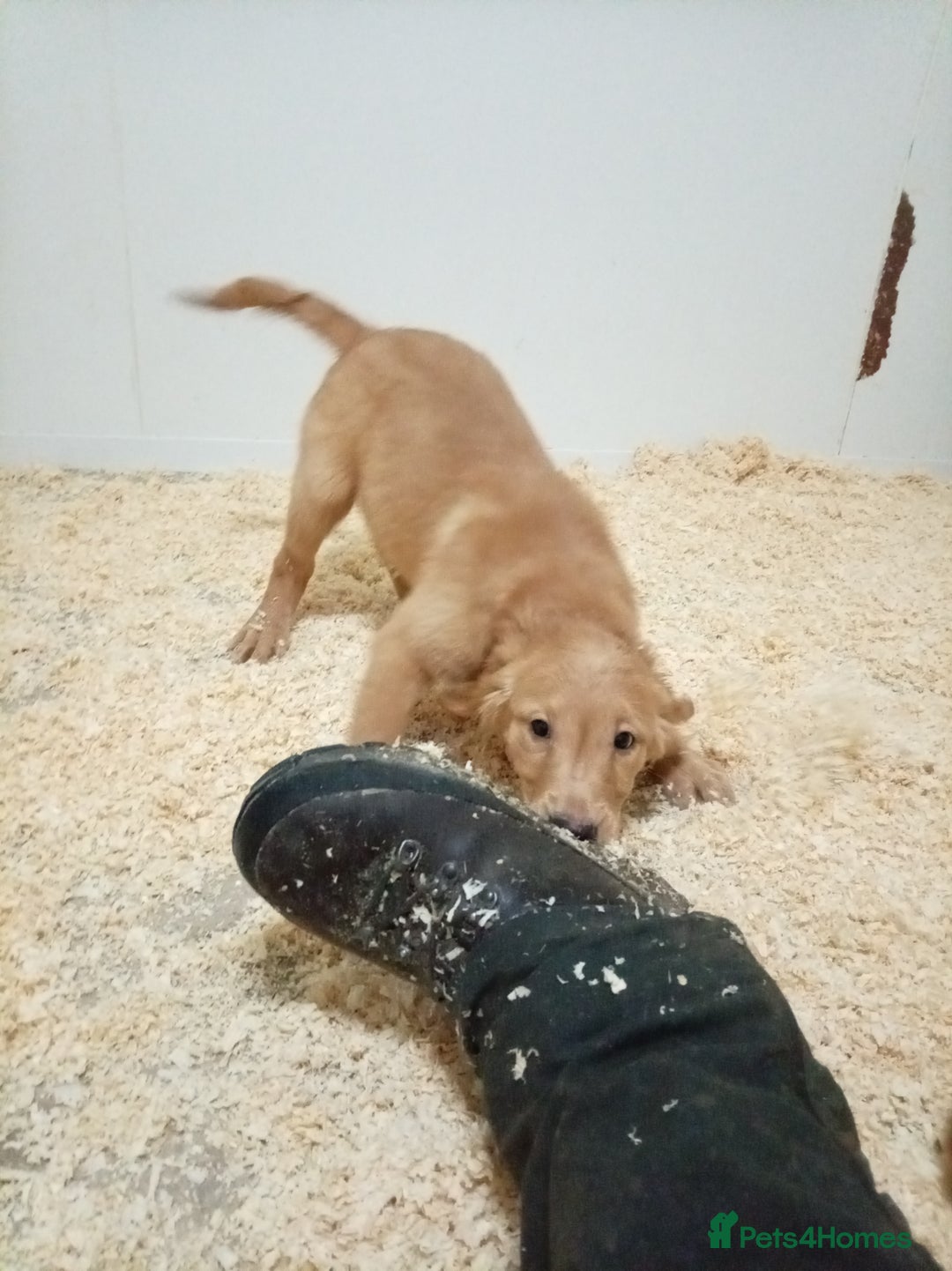 Golden Retriever dogs for sale: Kc registered golden retrievers from working lines - Advert 7