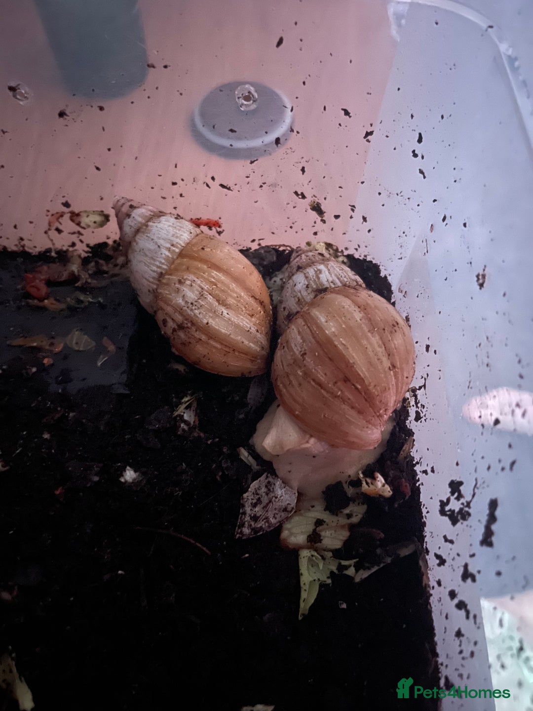Millipedes invertebrates for sale: Millipedes , iso pods ,snails  - Image 13