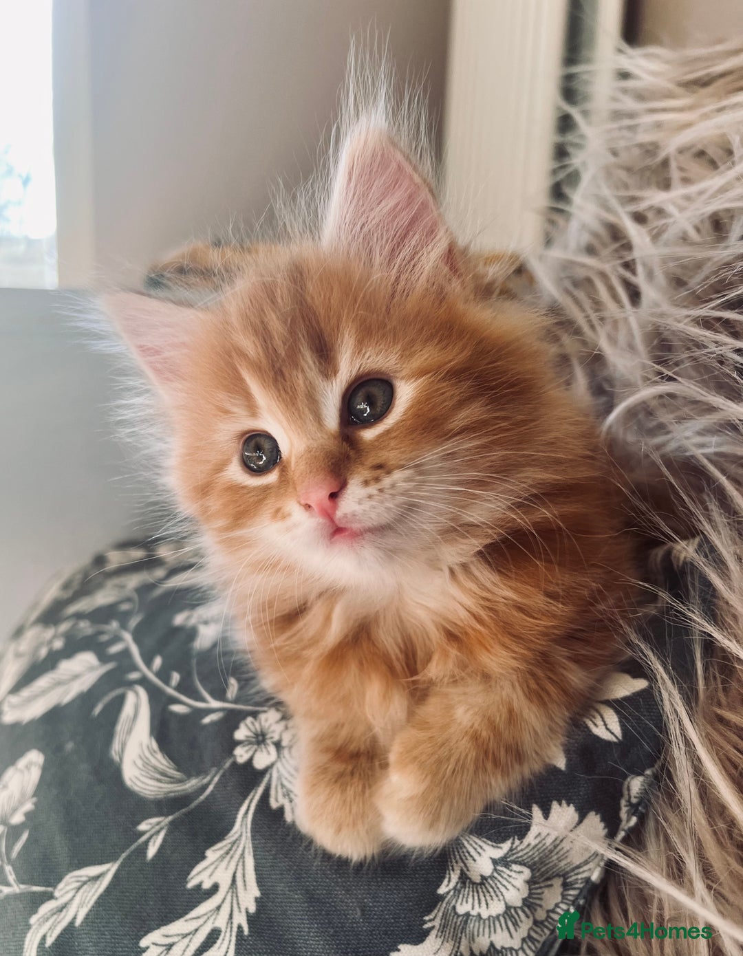 Maine Coon cats for sale: Maine Coon x Bengal x - Image 6