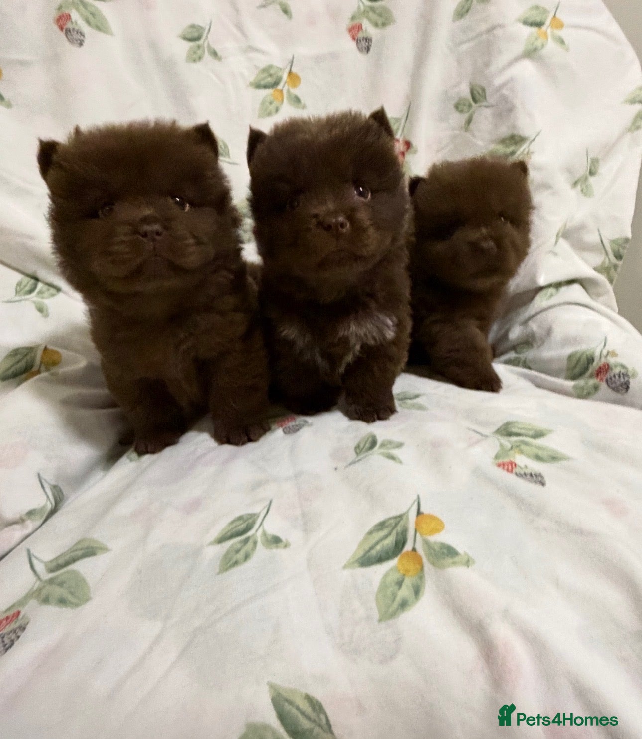 Chow Chow dogs Teddy Bear Chow Chow Puppies RKC  - Advert 2
