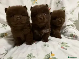Chow Chow dogs Teddy Bear Chow Chow Puppies RKC - Advert 4