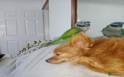 Parrots birds for sale: Lord Darbyon  in Newton Abbot - Image 2