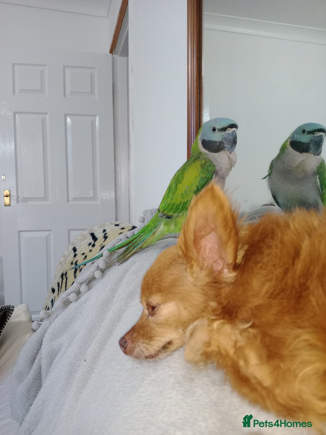 Parrots birds for sale: Lord Darbyon  in Newton Abbot - Image 2