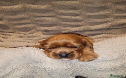 Cavalier King Charles Spaniel dogs for sale: Cavalier king charles spaniel puppies  - Advert 17