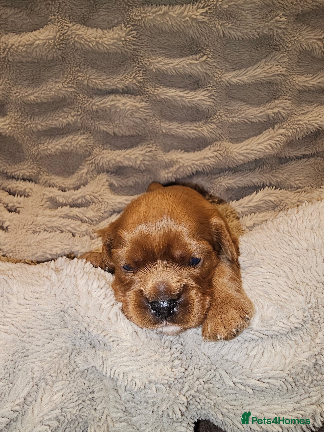 Cavalier King Charles Spaniel dogs for sale: Cavalier king charles spaniel puppies  - Advert 17