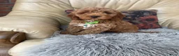 Cockapoo dogs for sale: F1 Cockapoo pups - Advert 1