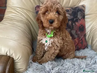 Cockapoo dogs F1 Cockapoo pups - Advert 12