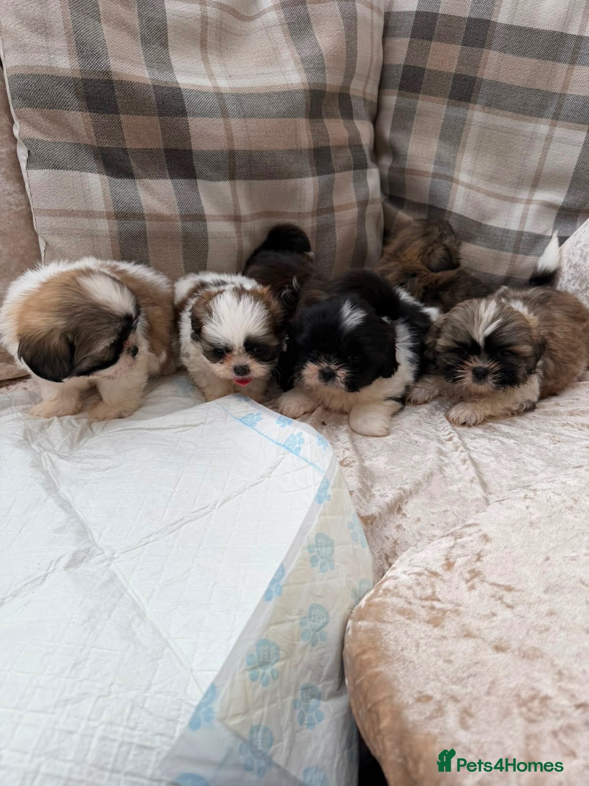 Shih Tzu dogs Shih Tzu pups  - Advert 2