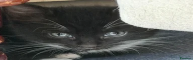 Tuxedo Kitten
