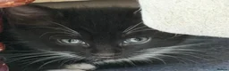 Mixed Breed cats for sale: 8 gorgeous kittens (tuxedo, tortie, tabby, black) - Advert 11