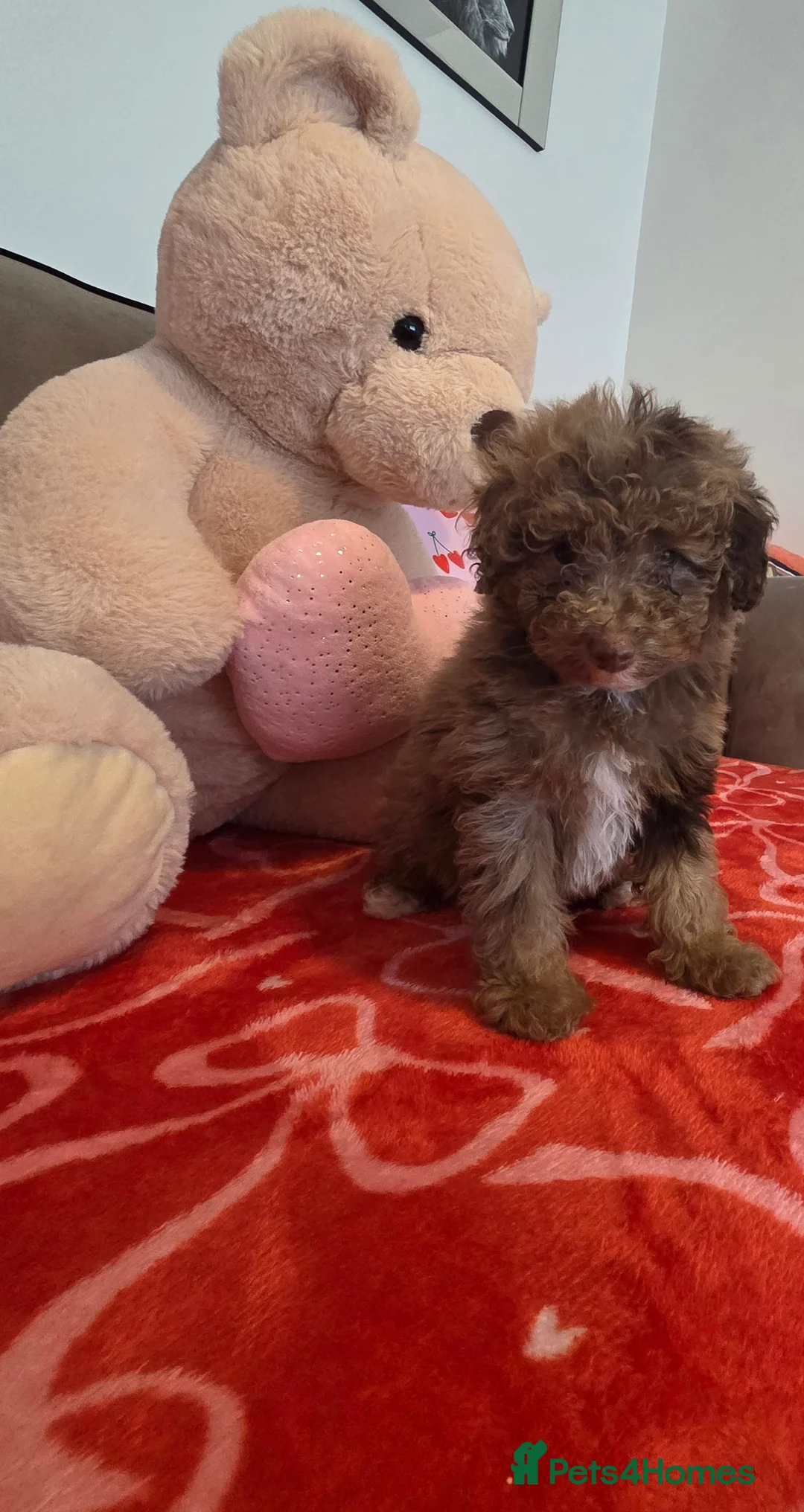 Toy Poodle dogs for sale: Gorgeous littler of x ** mall toy poodles  - Advert 17
