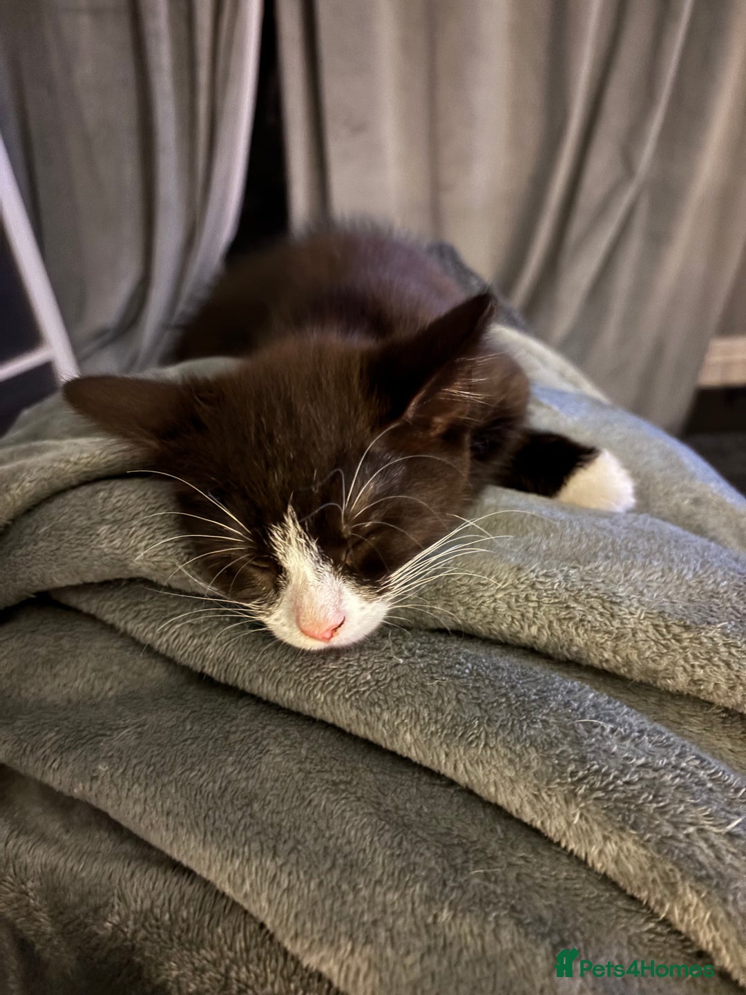 Mixed Breed cats for sale: READY NOW FOR THERE FOREVER HOMES - Image 9