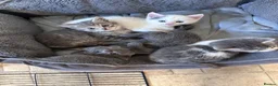 Mixed Breed cats for sale: 6 Gorgeous grey and white mixed kittens  - Advert 3