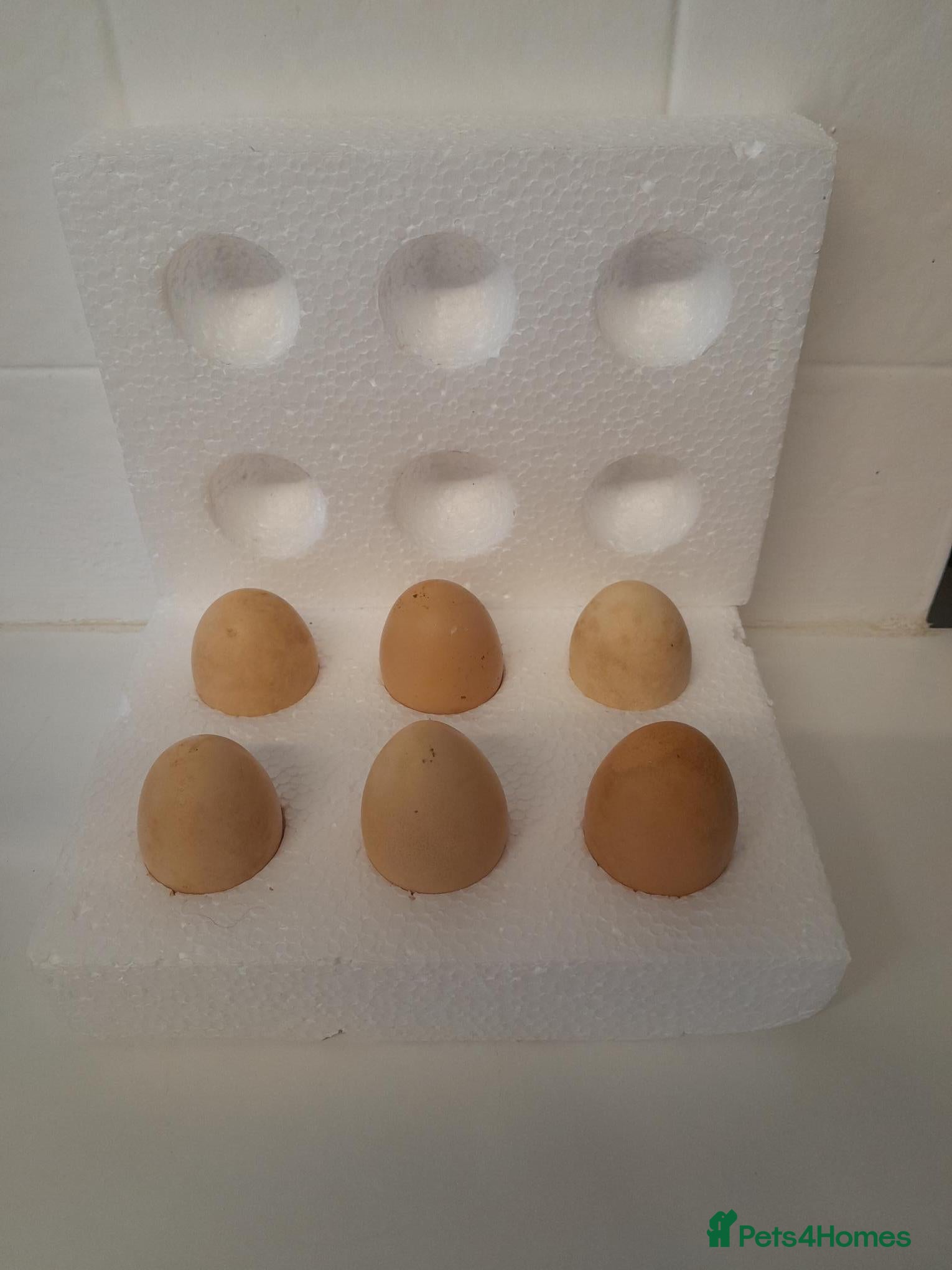 Chickens poultry Bantam Polish Hatching Eggs Collection/Posted - Advert 1