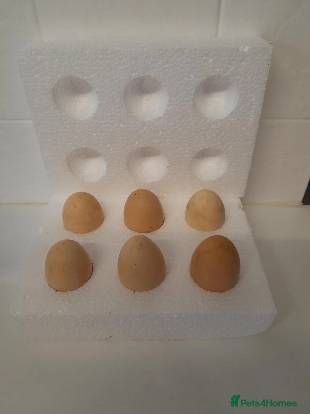 Chickens poultry for sale: Bantam Polish Hatching Eggs Collection/Posted - Advert 1