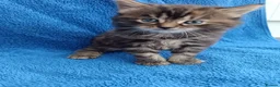 British Longhair cats for sale: Last kitten - Advert 5