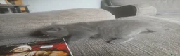 Mixed Breed cats for sale: Russian blue, mixed breed - Advert 11