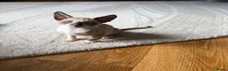 Cornish Rex cats for sale: Beautiful Cornish Rex’s ready for their new homes - Advert 4