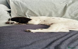 English Springer Spaniel dogs for sale: Adorable male Springer Spaniel - Image 6