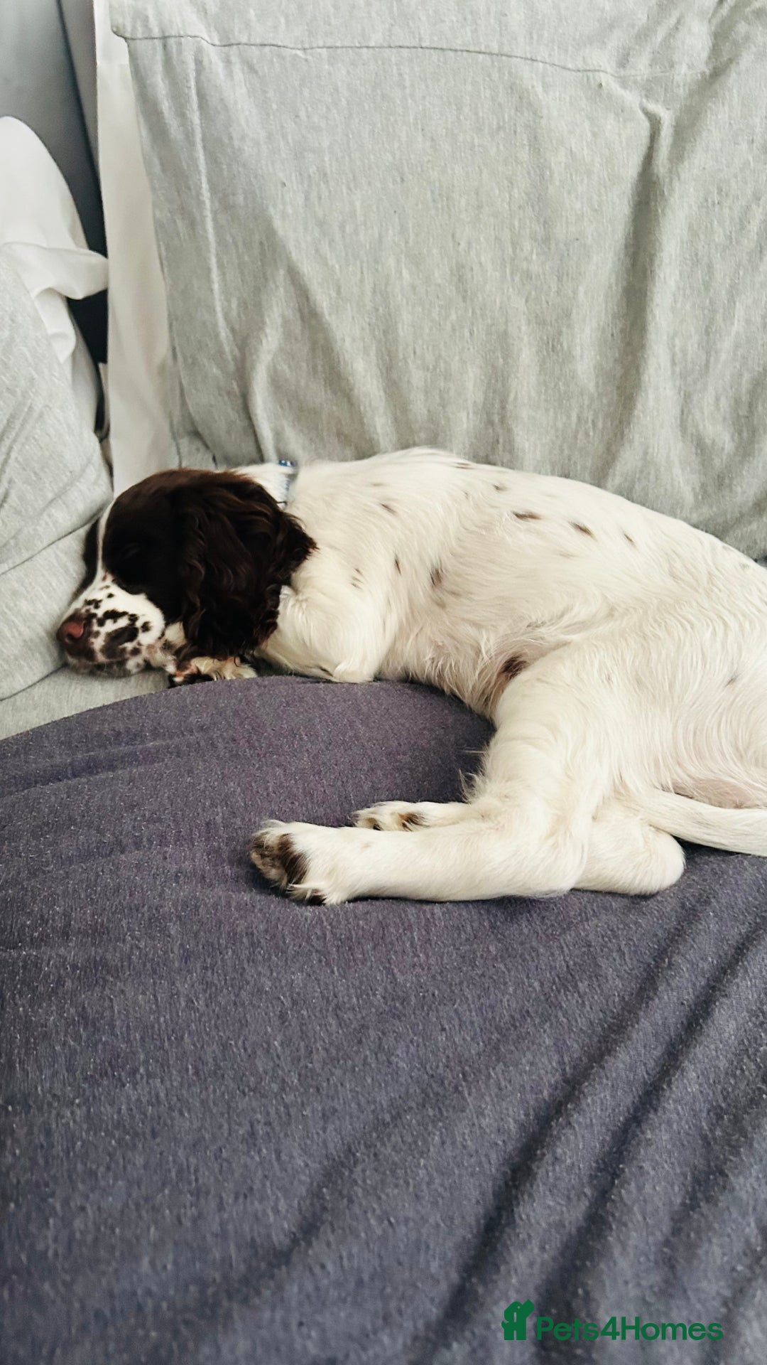 English Springer Spaniel dogs for sale: Adorable male Springer Spaniel - Image 6