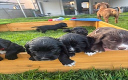Cocker Spaniel dogs for stud: Working Cocker Spaniel FOR STUD ONLY - Image 7
