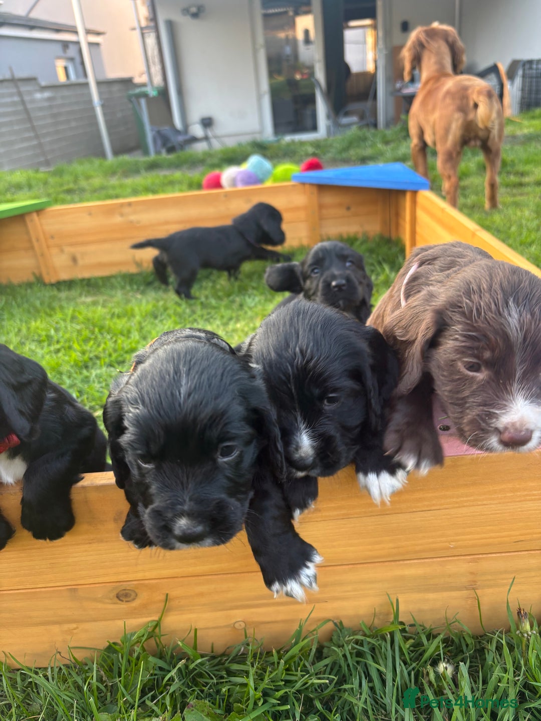 Cocker Spaniel dogs for stud: Working Cocker Spaniel FOR STUD ONLY - Image 7