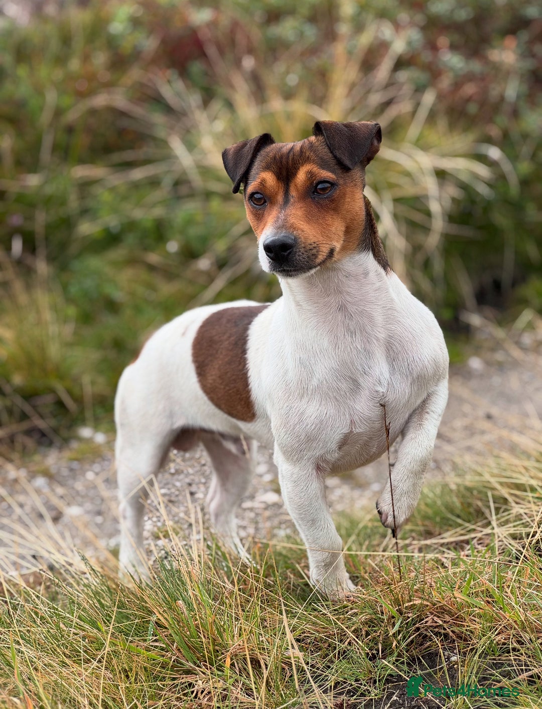 Jack Russell dogs for sale: Top Quality Jack Russell Puppies  - Image 4