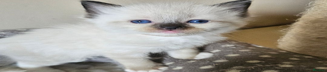 Ragdoll Kitten 7